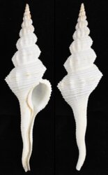 Fusinus forceps