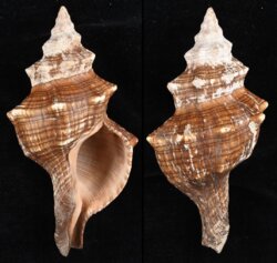 Pleuroploca trapezium
