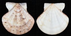 Flexopecten flexuosus