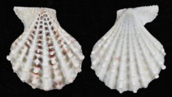 Caribachlamys pelluscens