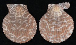 Mimachlamys punctata