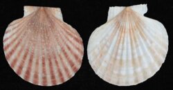 Aequipecten glyptus