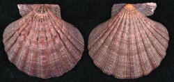 Nodipecten arthriticus
