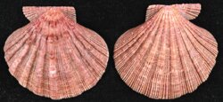 Nodipecten arthriticus