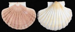 Pecten maximus