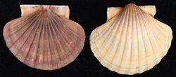 Pecten maximus