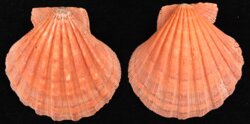 Nodipecten subnodosus