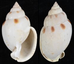 Semicassis glabrata