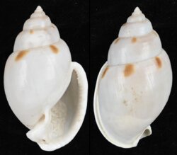 Semicassis glabrata
