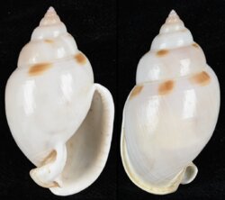 Semicassis glabrata