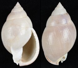 Semicassis bulla bulla