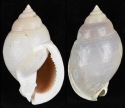 Semicassis bulla bulla