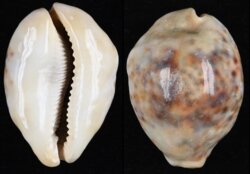 Cypraea tigris tigris