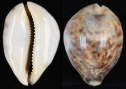 Cypraea tigris tigris