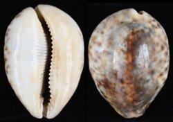 Cypraea tigris tigris