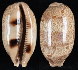 Arestorides argus argus