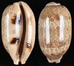 Arestorides argus argus