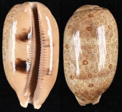 Arestorides argus argus