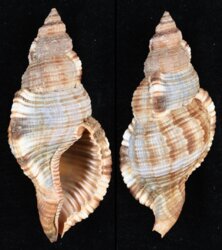 Cymatium pileare