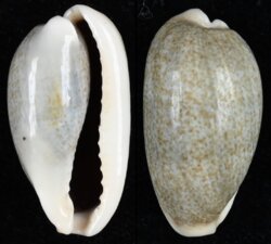 Erronea errones errones