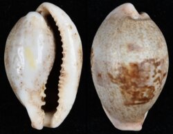 Erronea subviridis dorsalis