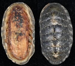 Ischnochiton hakodadensis