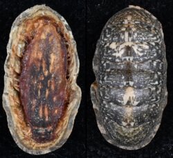 Ischnochiton hakodadensis