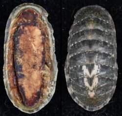 Ischnochiton hakodadensis