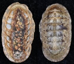 Ischnochiton boninensis