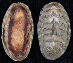 Ischnochiton boninensis