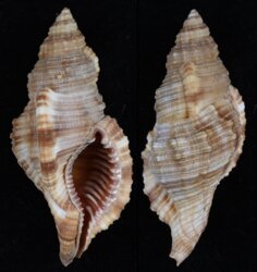 Cymatium pileare