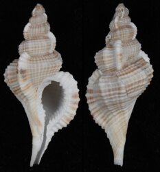 Reticutriton pfeifferianus