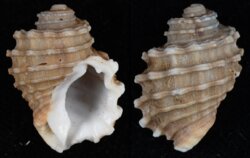 Cabestana cutacea doloria