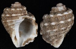 Cabestana cutacea doloria