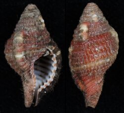 Cymatium rubeculum