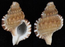 Ranella gemmifera