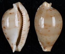 Ransoniella martini f. superstes