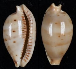 Ransoniella martini f. superstes