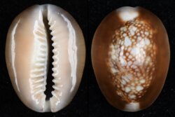 Monetaria caputserpentis