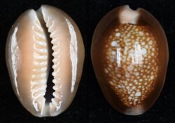 Monetaria caputserpentis