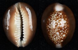 Monetaria caputserpentis