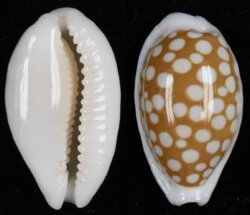 Cribrarula cribraria cribraria