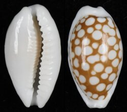 Cribrarula cribraria cribraria