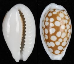 Cribrarula cribraria cribraria