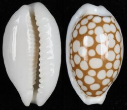 Cribrarula cribraria cribraria