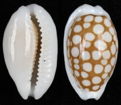 Cribrarula cribraria cribraria