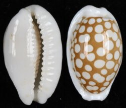 Cribrarula cribraria cribraria