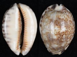 Mauritia arabica arabica