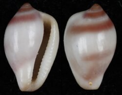 Proterato denticulata