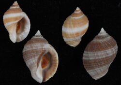 Nucella lapillus 'bizonalis'